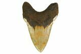 Serrated, Fossil Megalodon Tooth - North Carolina #160982-2